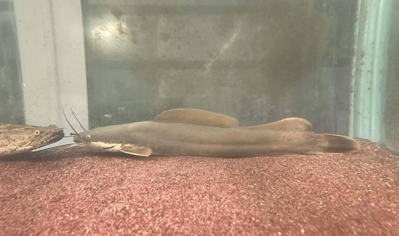 🎉 Vundu Catfish (Heterobranchus longifilis) — Now Available!