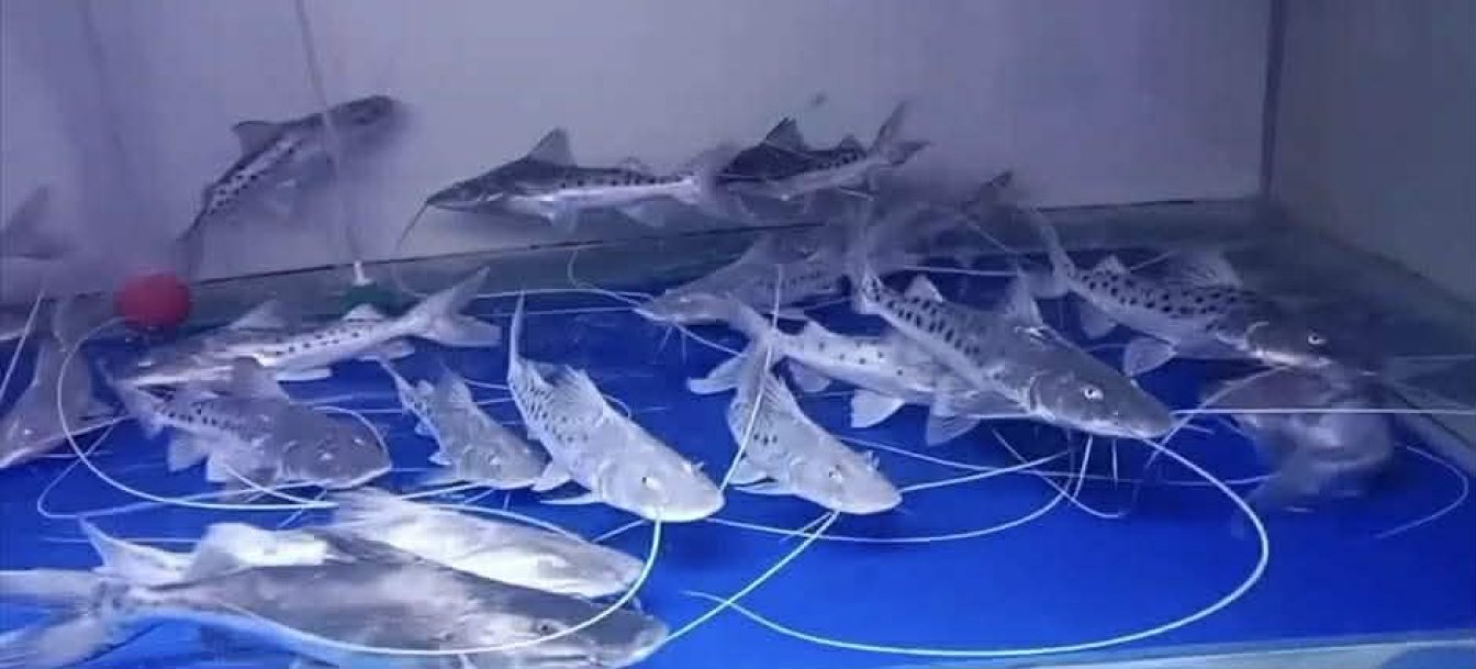 🎉 Brachyplatystoma filamentosum — Available Now! 🐟✨ (The Mighty Piraíba Catfish)