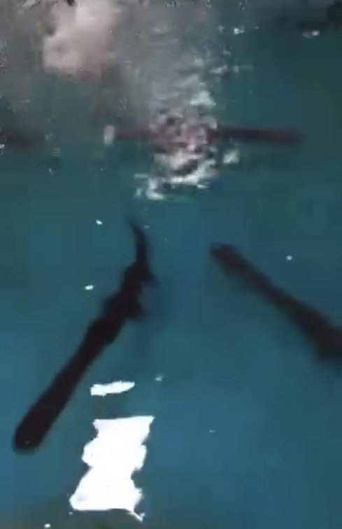 🎉 Paddlefish — Now in Stock!