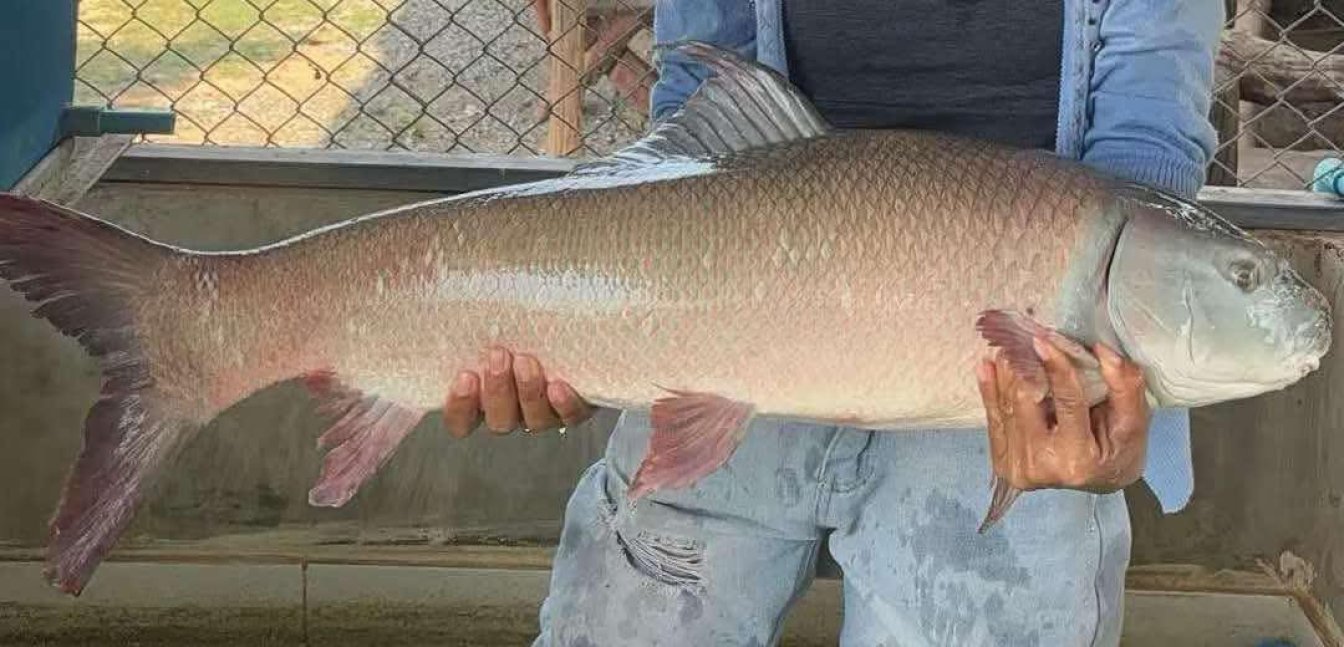 🎉 Giant Small Scale Mud Carp  “Cirrhius microlepis” (Cirrhinus microlepis) — Now Available!