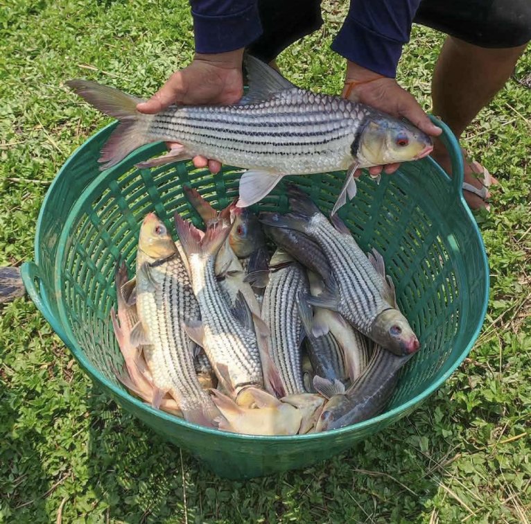 🎉 Juliens Golden Prized Carp — Now Available! 🎉