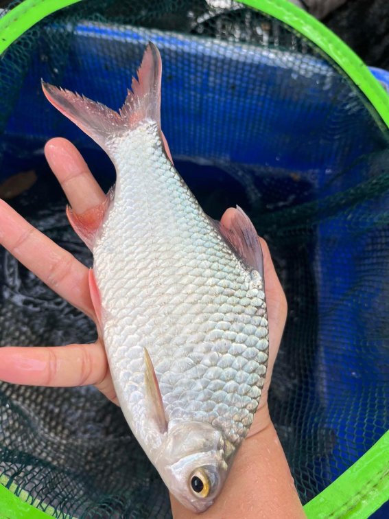 🎉 Redtailed Tinfoil Barb — Now Available! 🎉