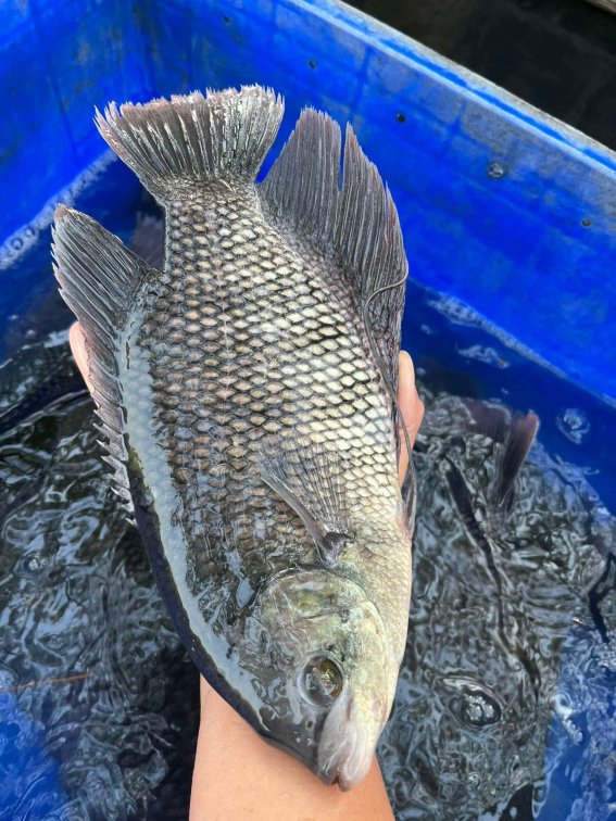 🎉 Gourami — New Arrivals! 🎉