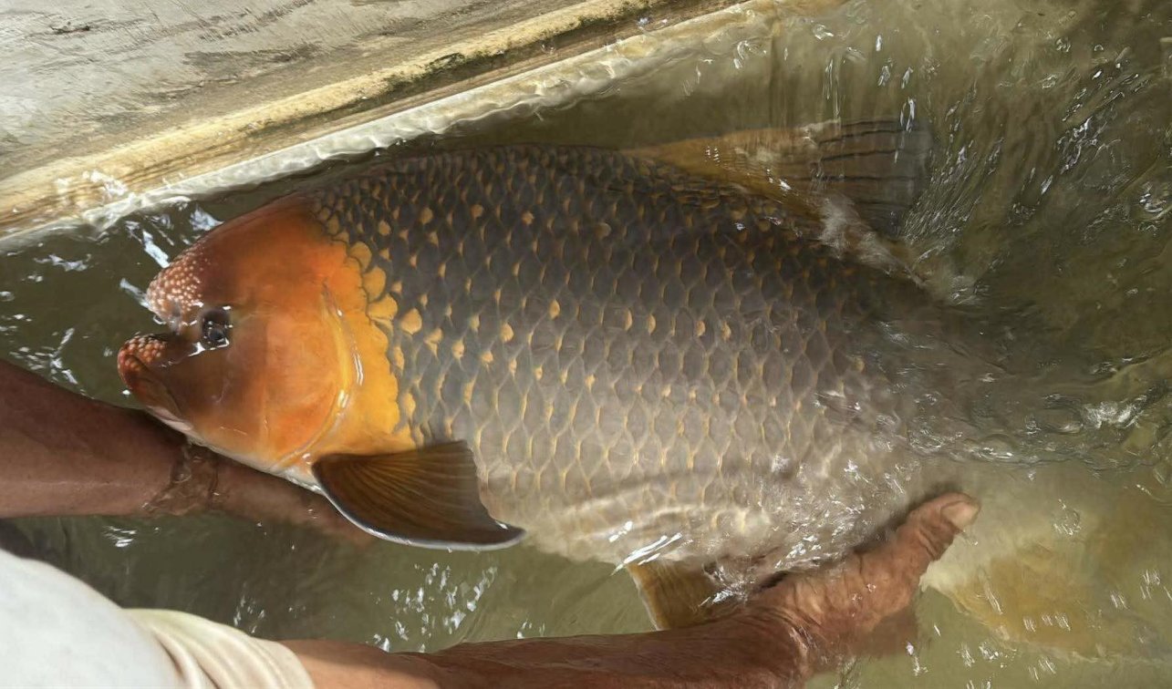 🔥 Amazing SUPER RARE New Arrival! 🔥Bangana Behri 8.3kg