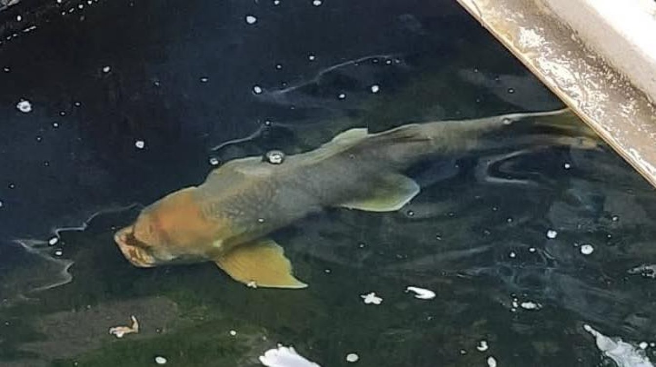 🔥 Amazing SUPER RARE New Arrival! 🔥Bangana Behri 5.3kg