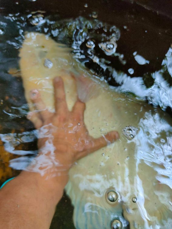 🎉 Albino Gourami — Now Available!