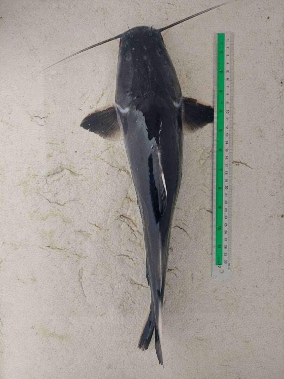 🎉 Crystal Eyed Catfish — Now in Stock!