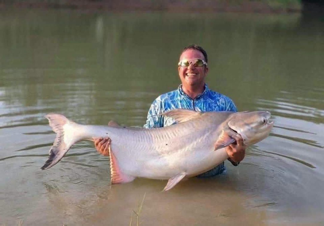 🔥 RARE SPECIMENS AVAILABLE NOW! 🔥 🎉 Giant Chao Phraya Catfish — Now Available!