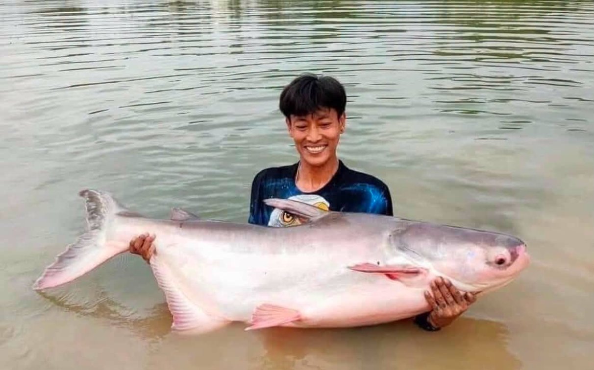 🔥 Available Now! 🔥  🎉 Mekong Catfish — Now Available!