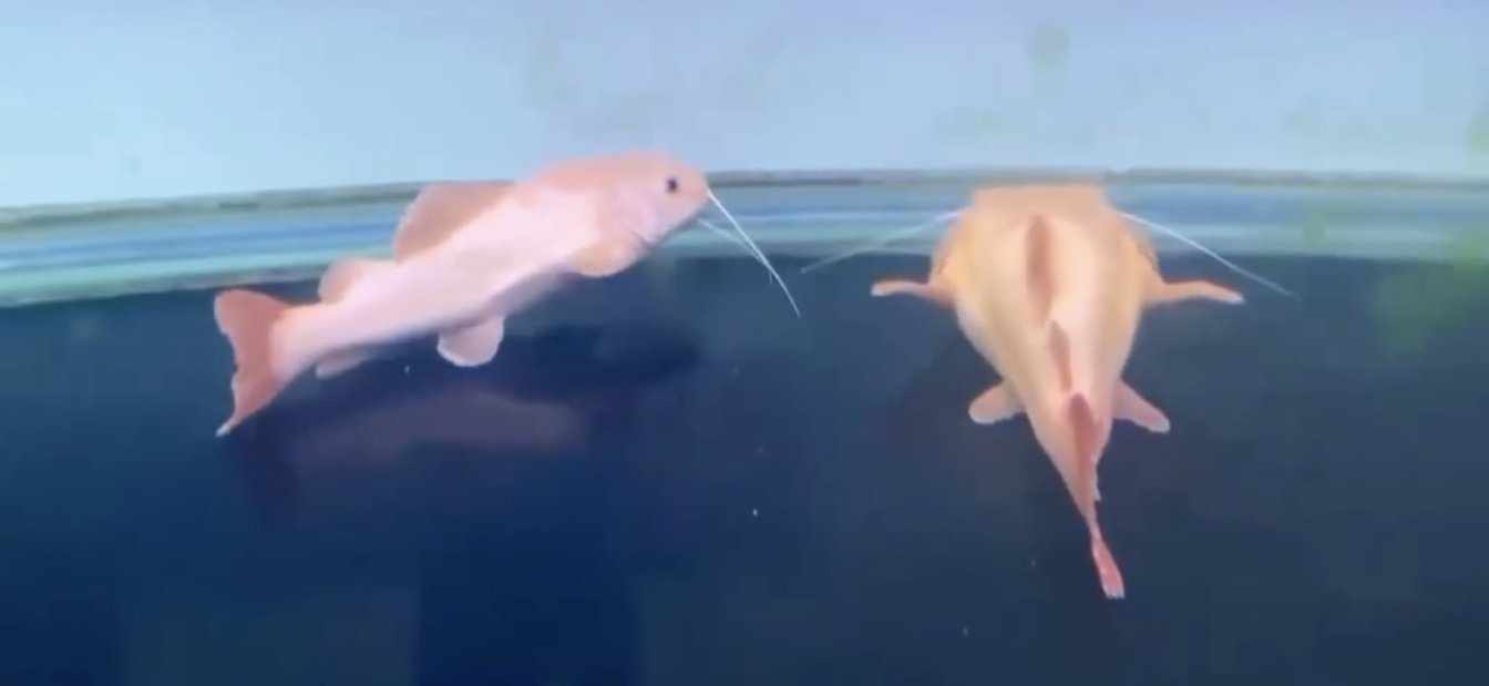 🔥 Exclusive New Arrival! 🔥  🎉 Albino Redtail Catfish — Now Available!